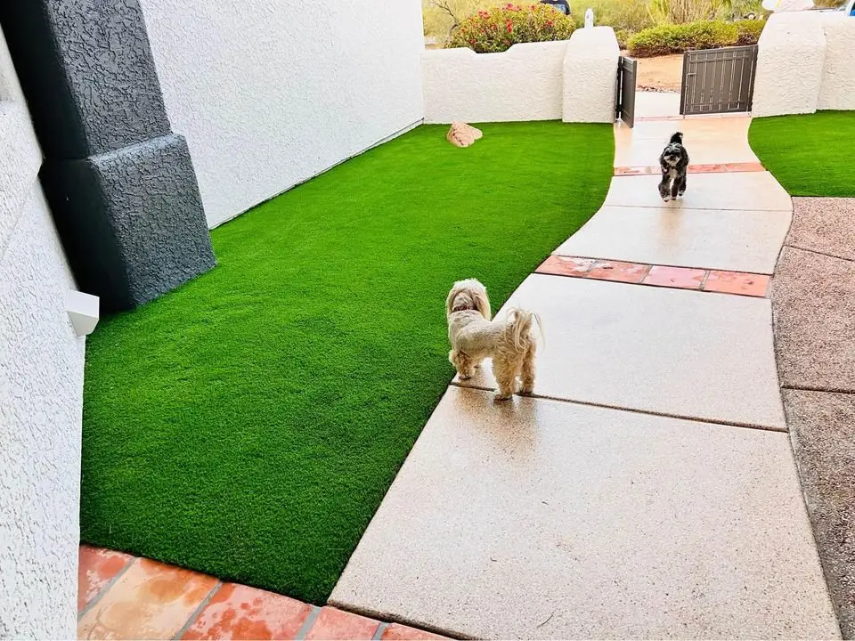 Two small dogs walk on a paved path surrounded by lush pet turf in a backyard. The area, reminiscent of Phoenix's sunlit havens, is enclosed by white walls and features a gate at the far end.