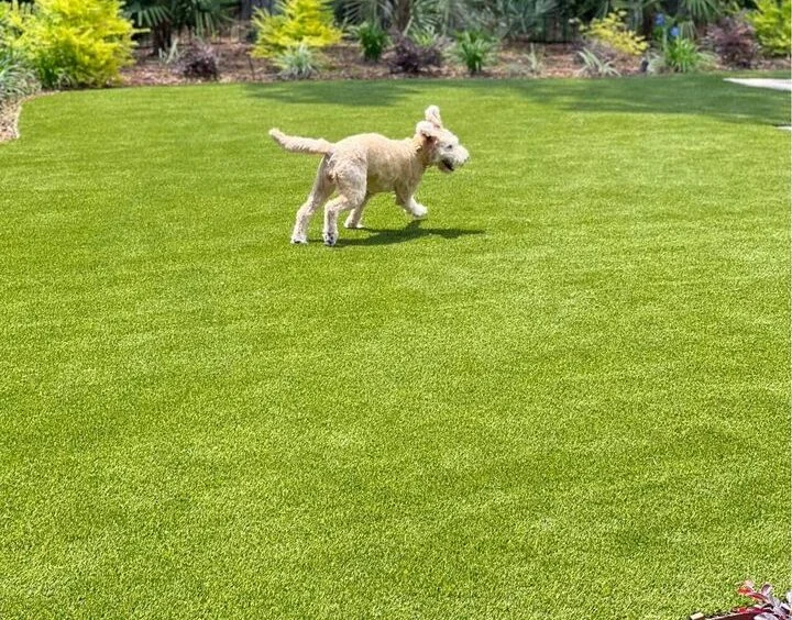 A dog with curly fur joyfully runs across a vibrant green lawn of synthetic turf, surrounded by trimmed plants and small bushes. The sky is clear, indicating a sunny day. Consider an artificial grass installer for your space and get a free quote today!